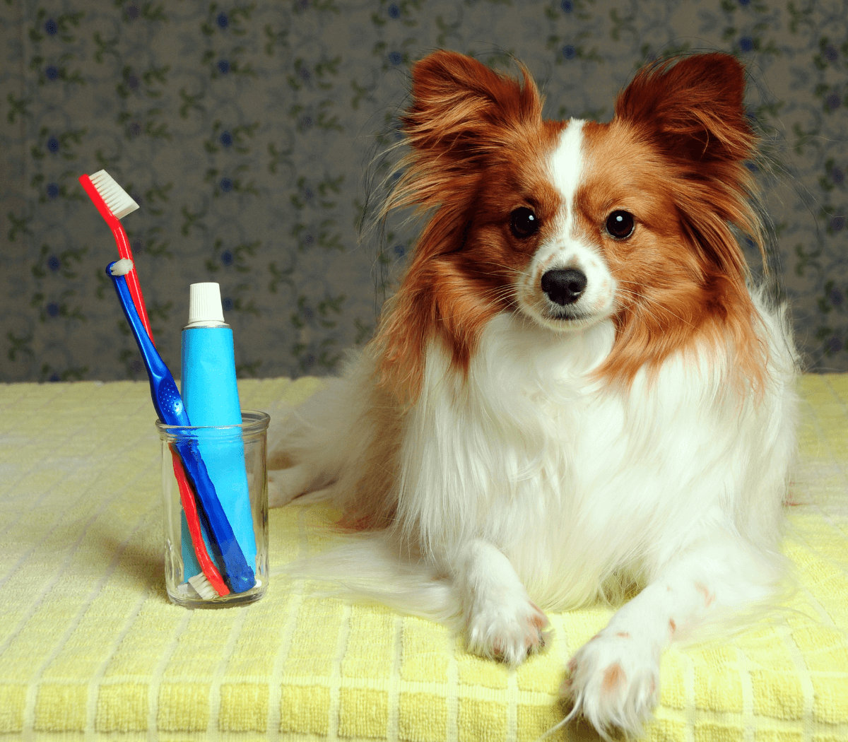 Dog sitting on towel near toothbrush