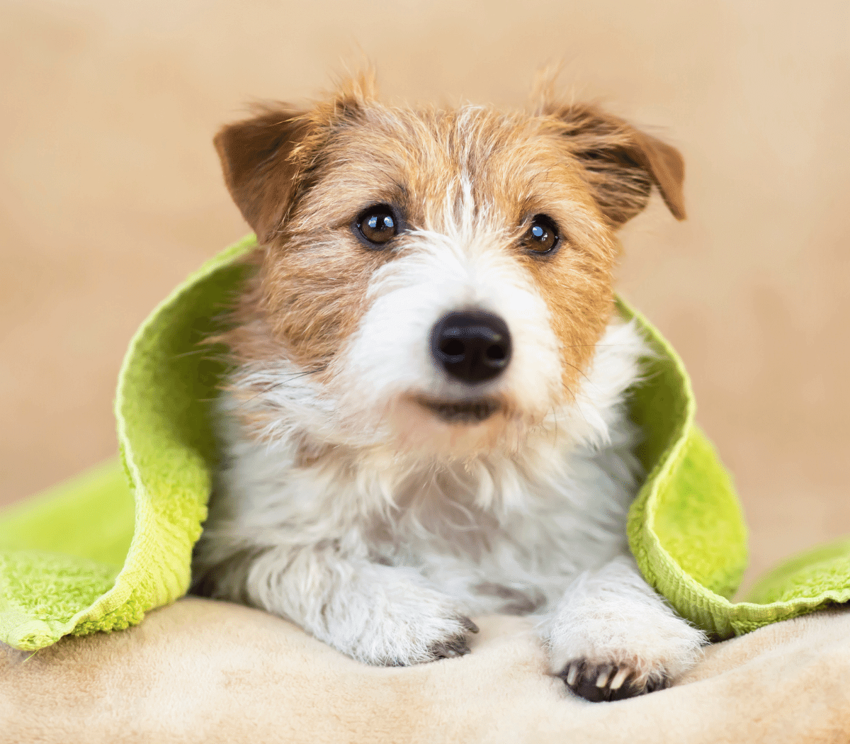 Dog sitting on towel