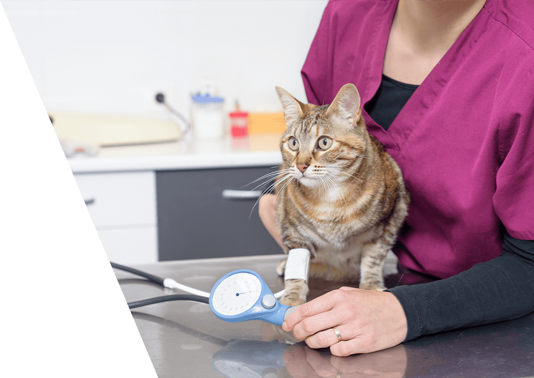 vet measuring blood pressure of cat