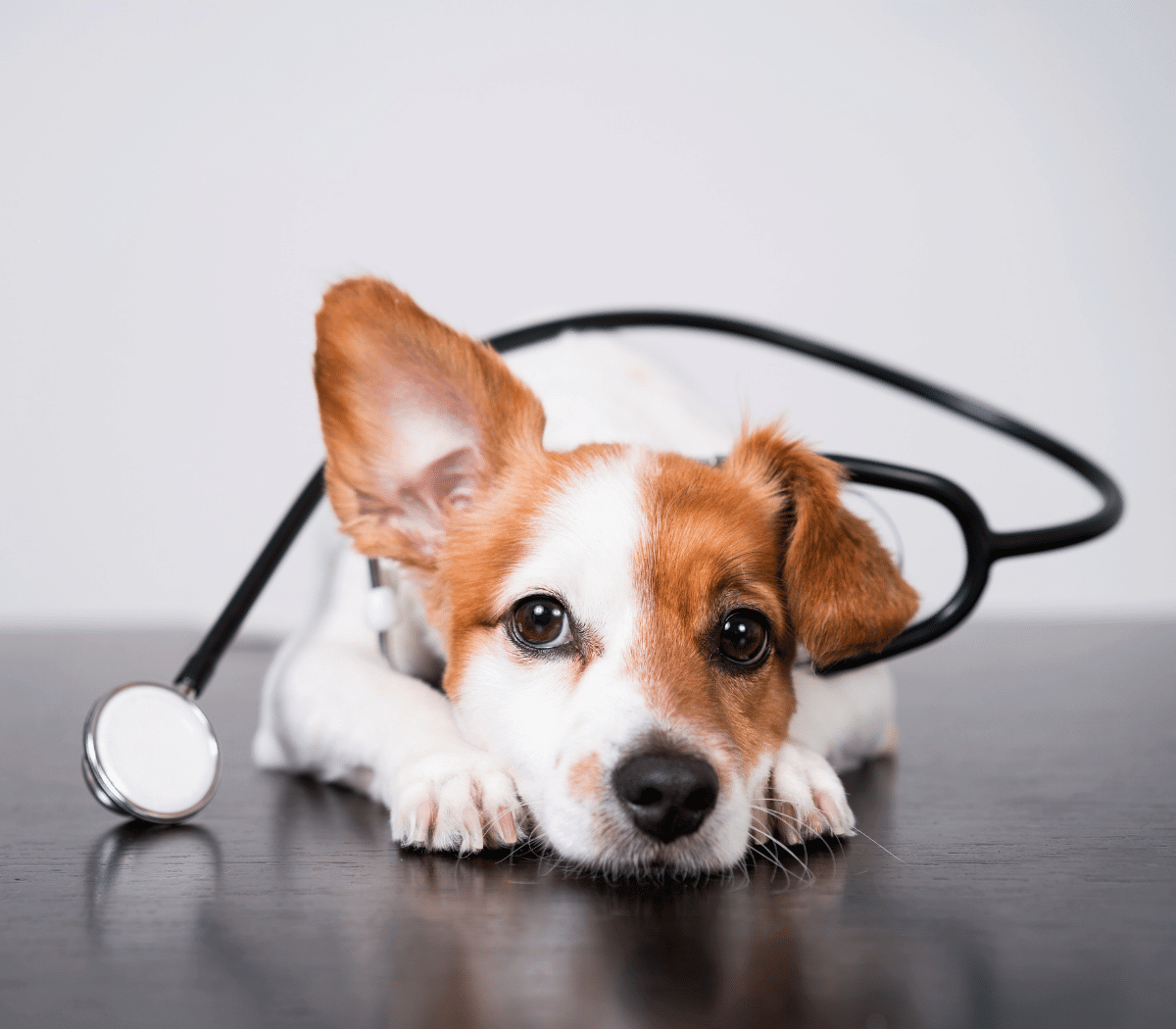 cute jack russell dog holding a stethoscope