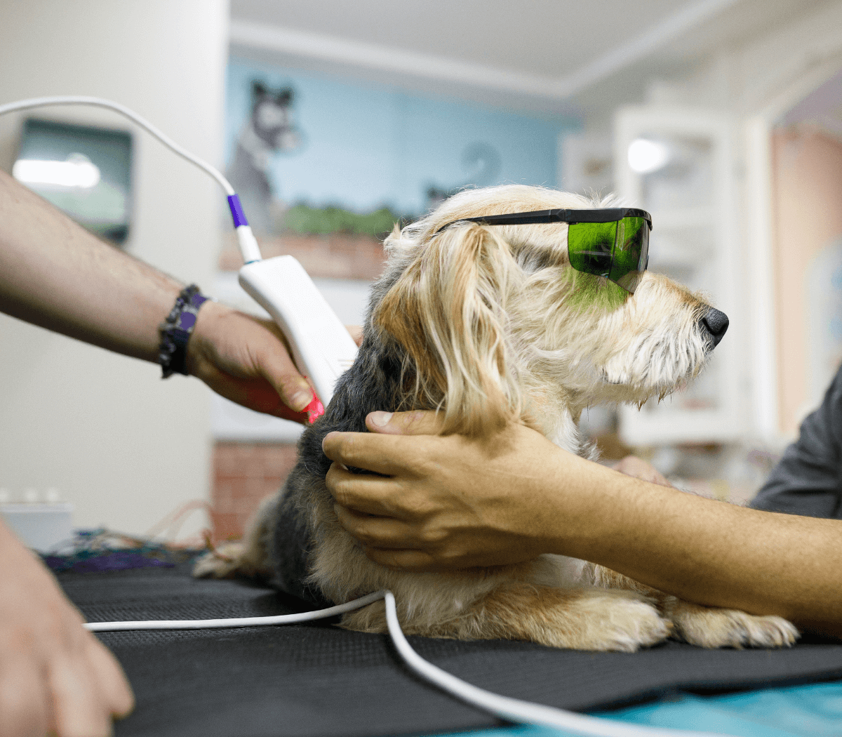 Man holding his dog while it's getting laser therapy