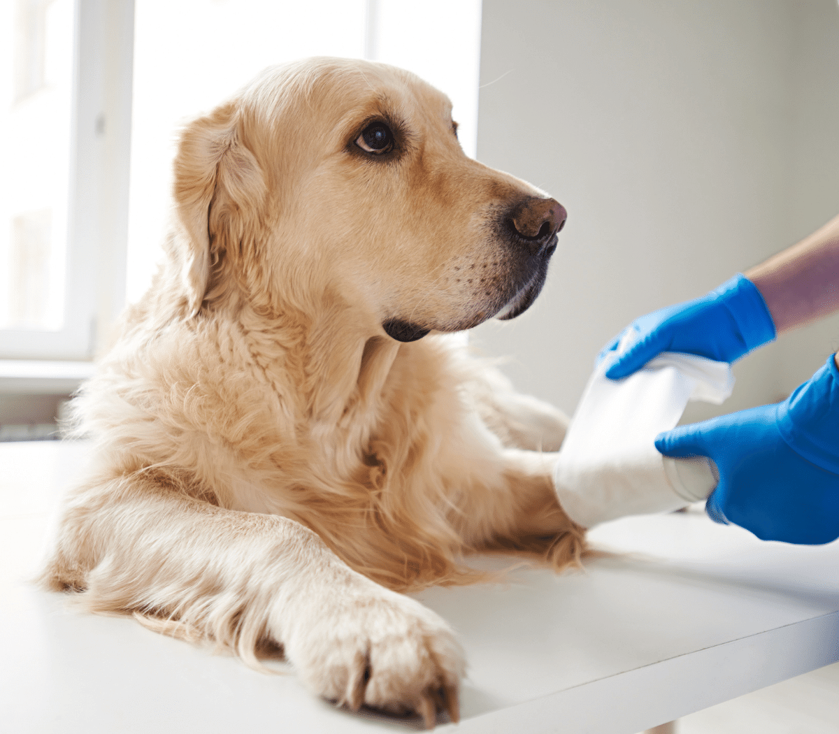 Veterinarian care for dog leg injuries