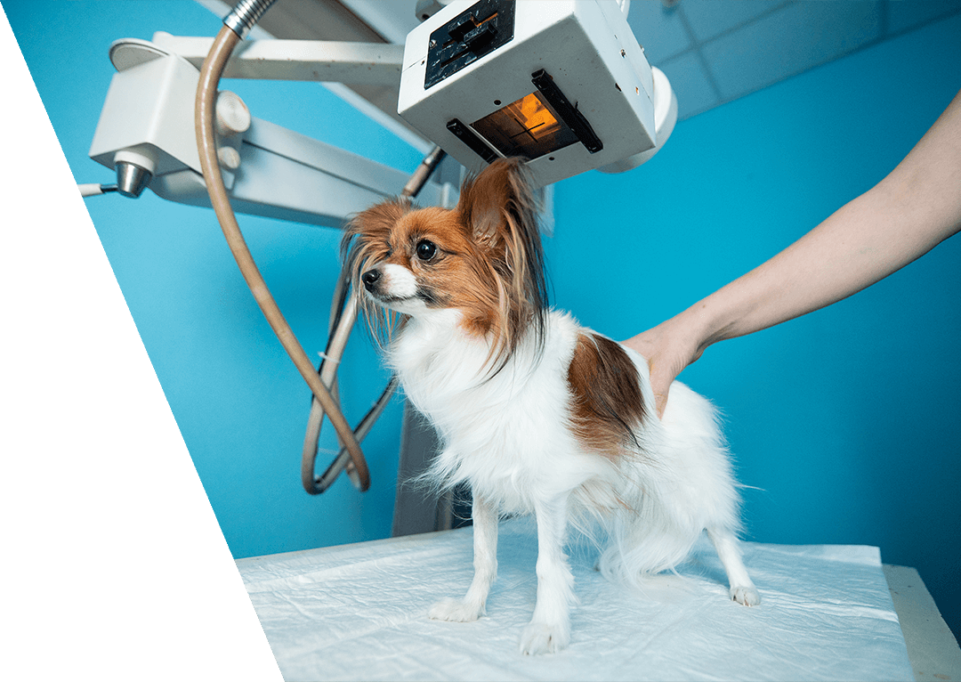 Dog receiving an x-ray at hospital