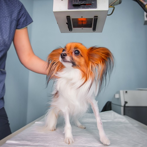 Dog receiving an x-ray