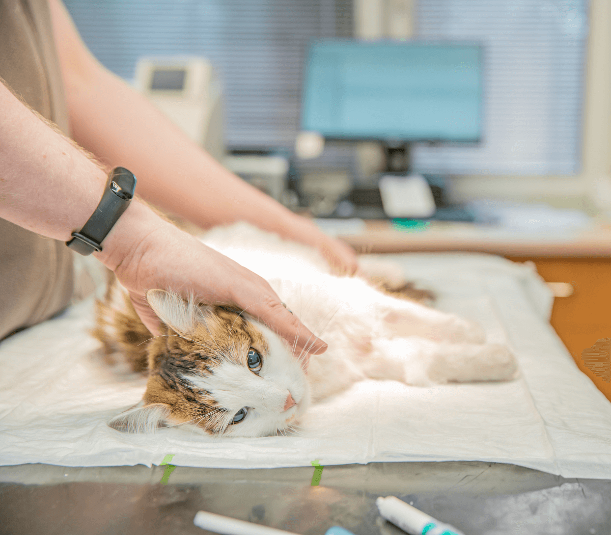 preparing the cat for surgery
