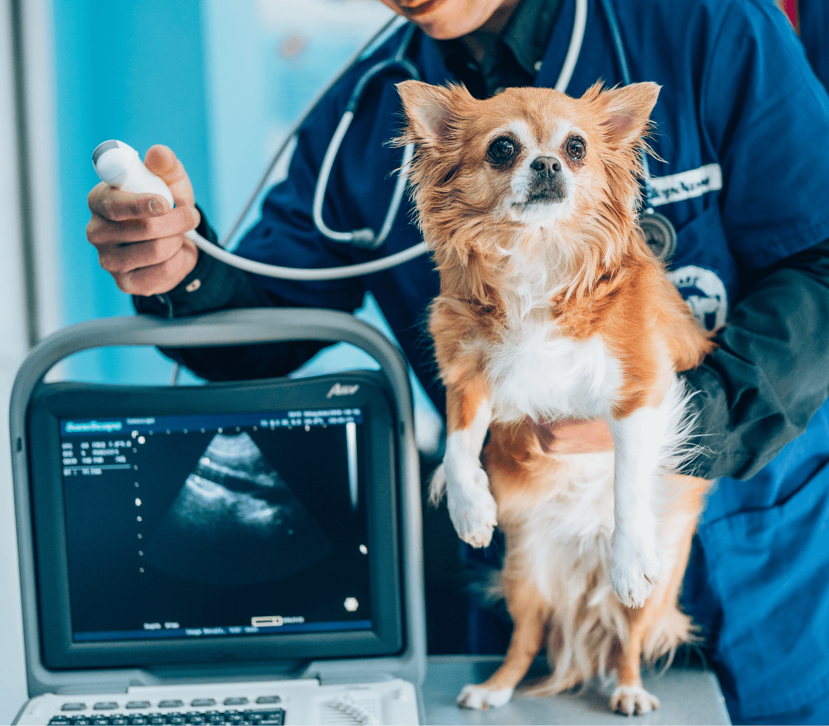 A veterinarian uses ultrasound to examine a dog