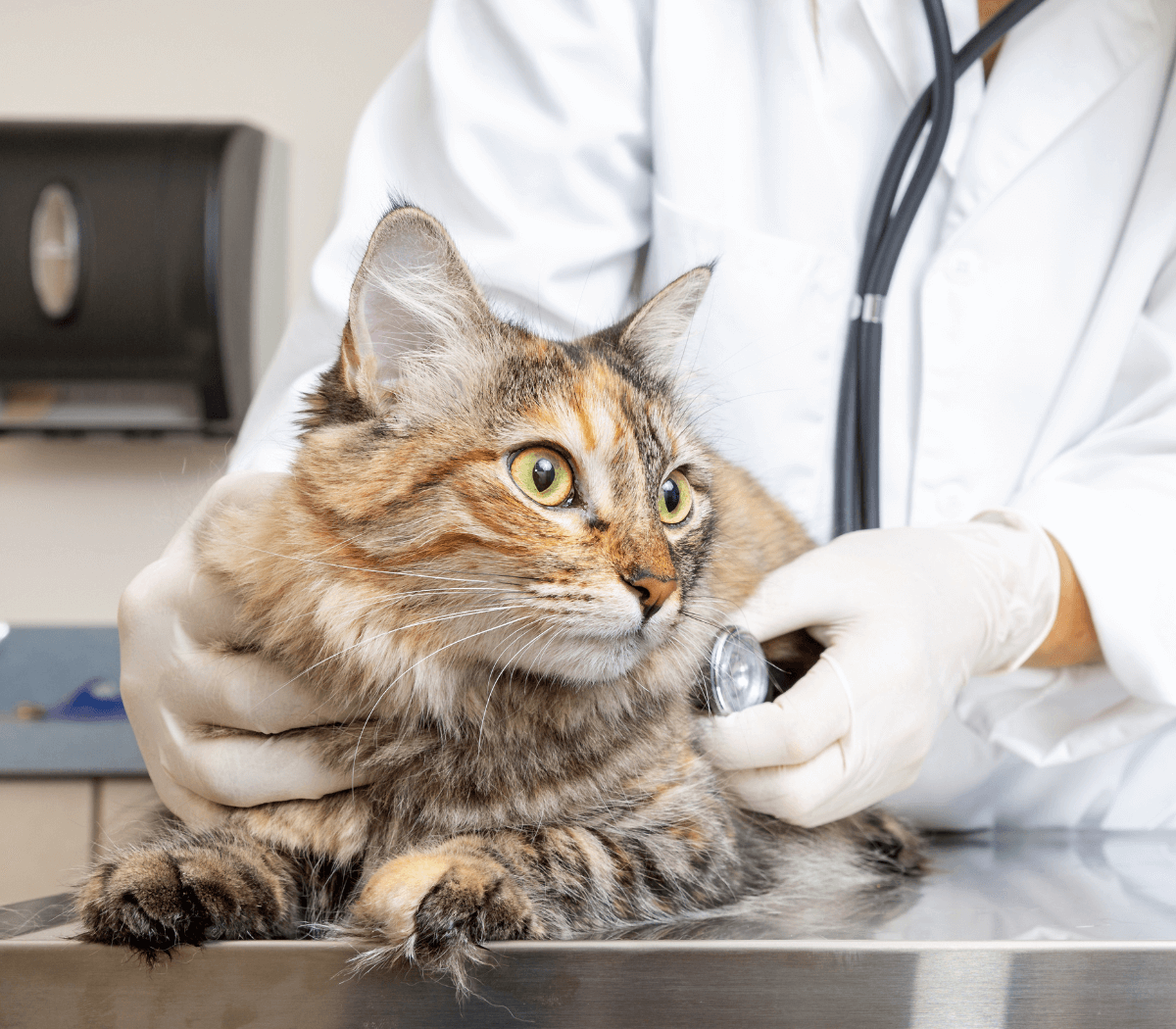 Veterinarian holding a cat and examining him