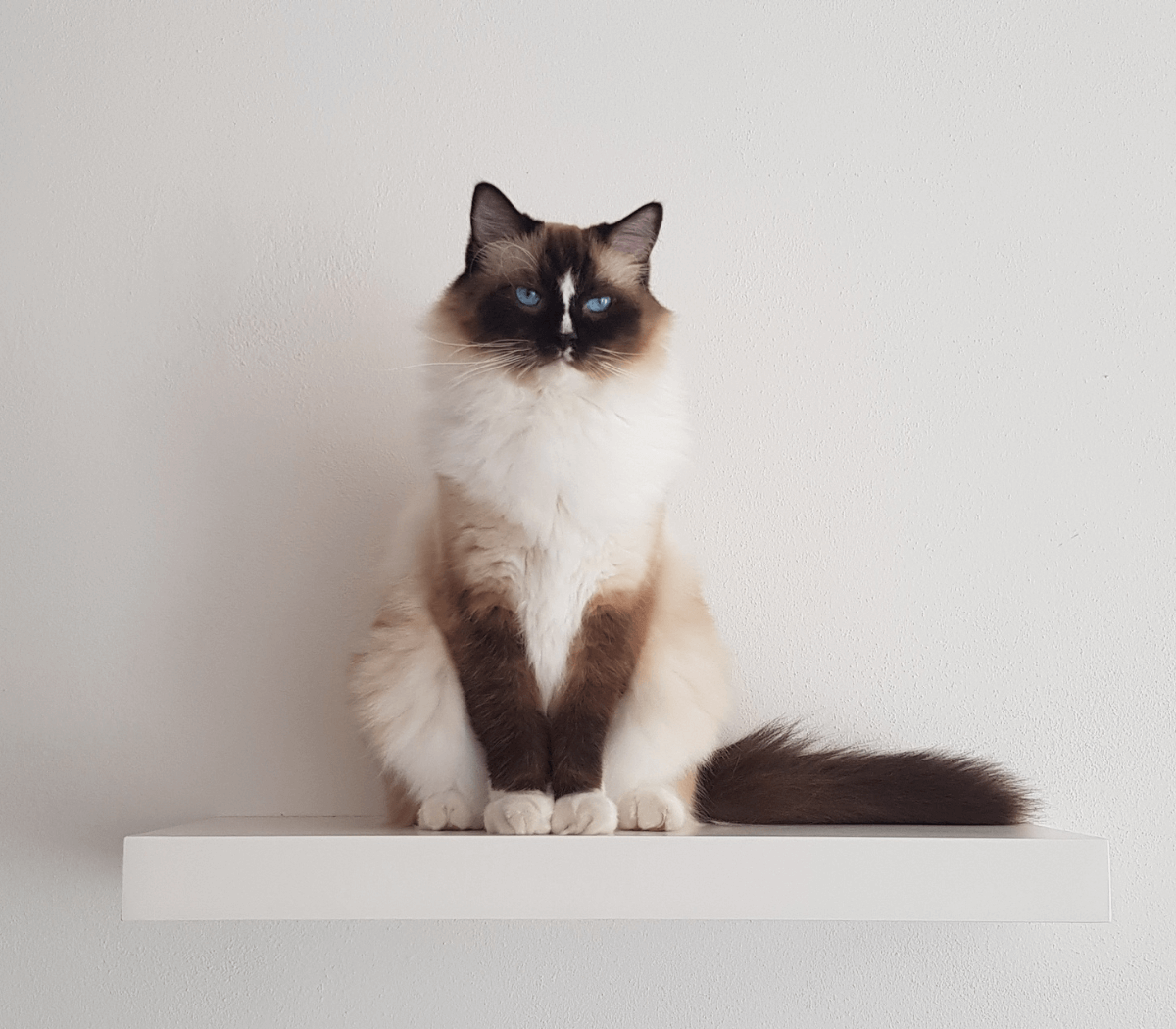 A cute kitten looking straight