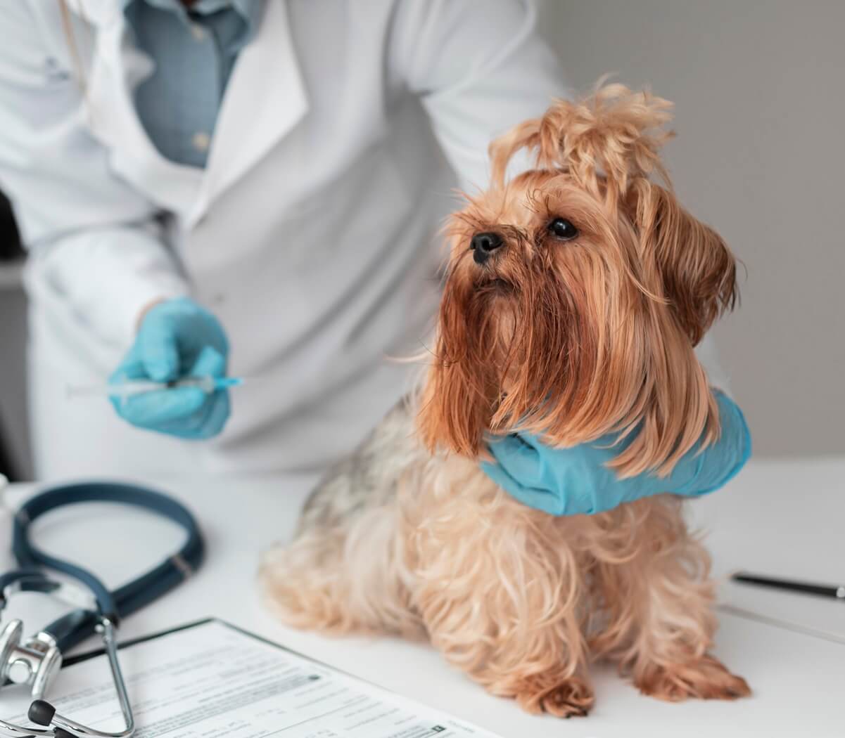 A dog being vaccinated by a vet