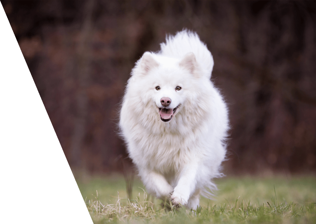 white dog outdoors on a grass field.