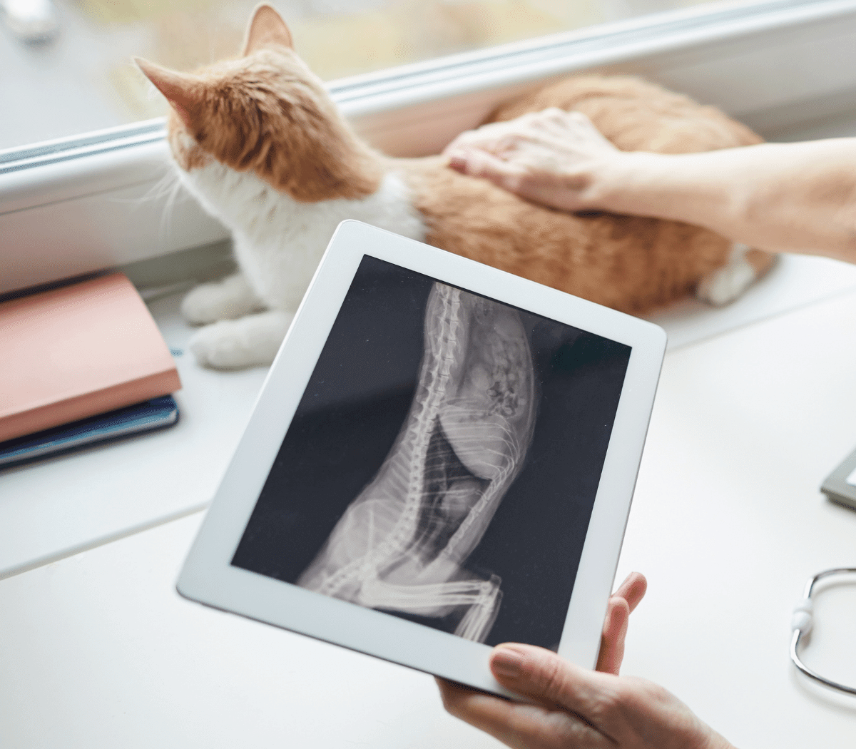 Vet examining the x-ray image of cat