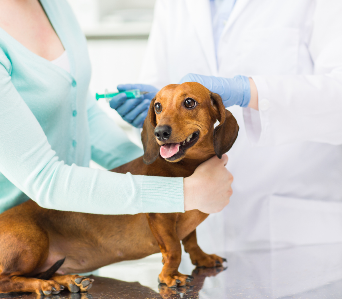 A veterinarian treats a dog from parasites