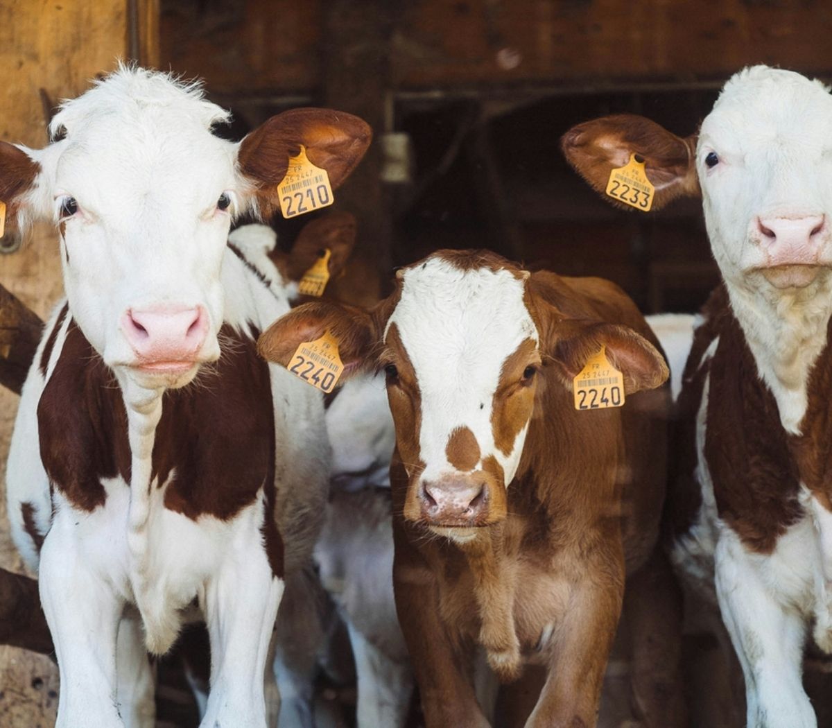 Three brown cows