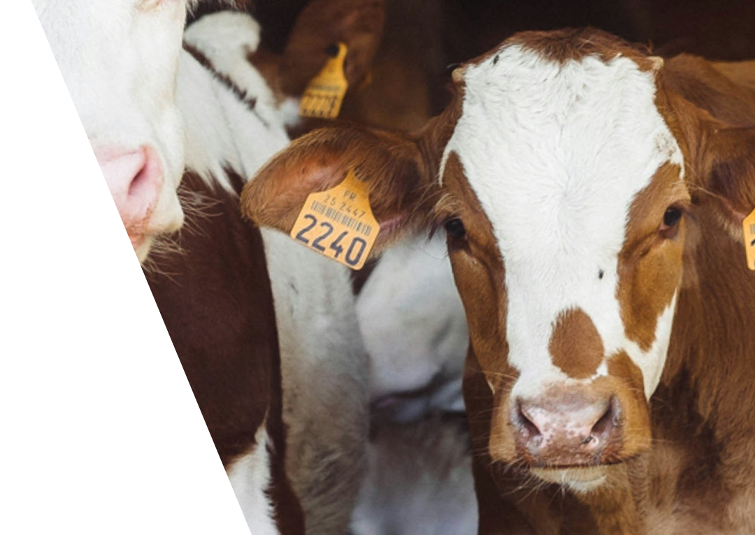 Brown cow