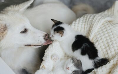 Rabies Vaccination and Prevention in Dogs and Cats