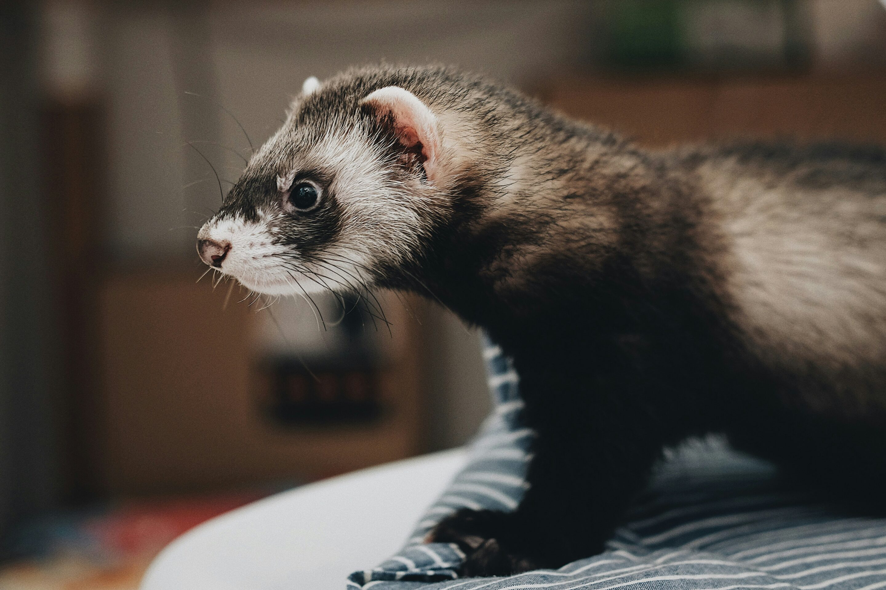 steve-tsang-FnpFMheGjH0-unsplash (2) Dog sitting on towel