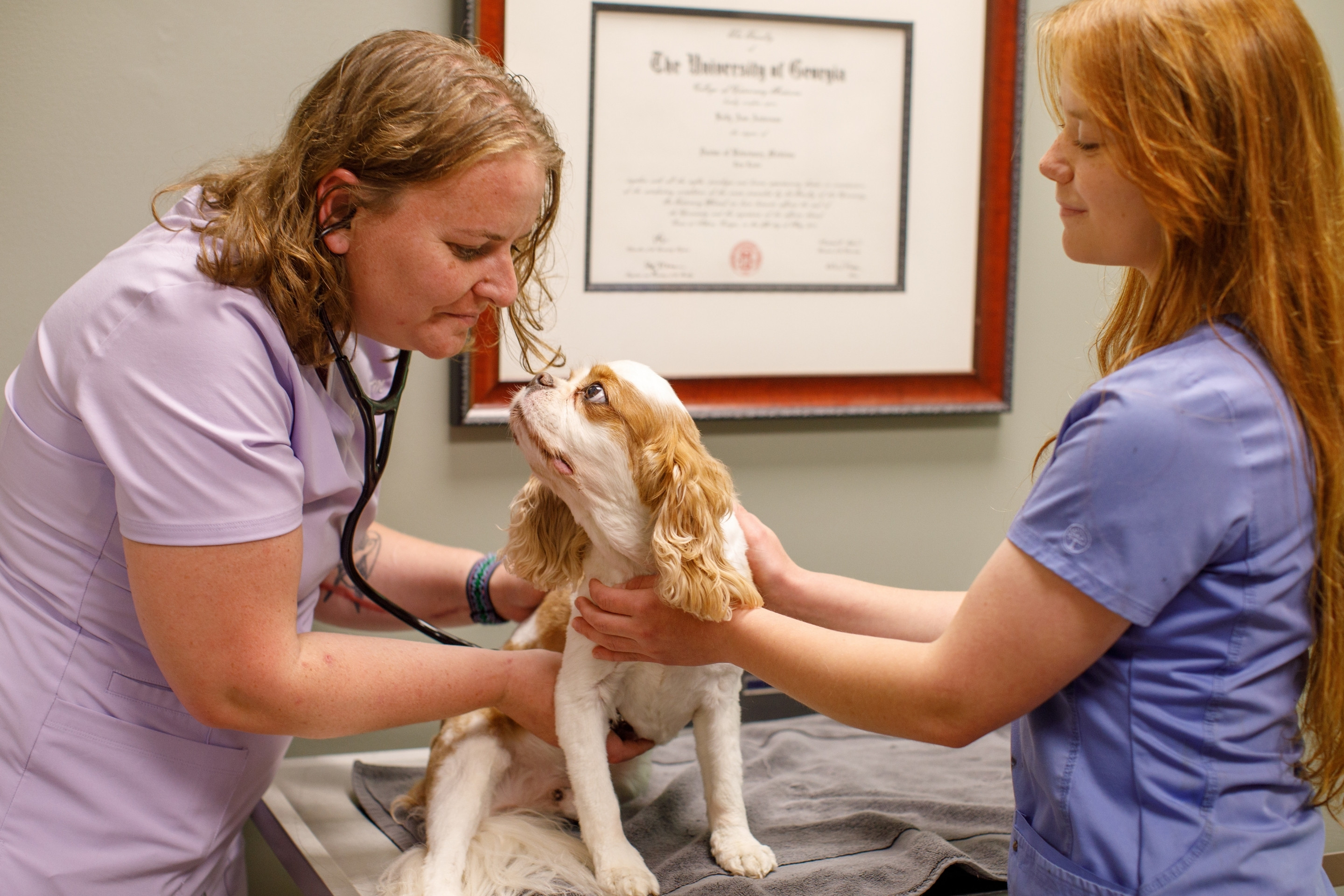 about a vet examines a dog