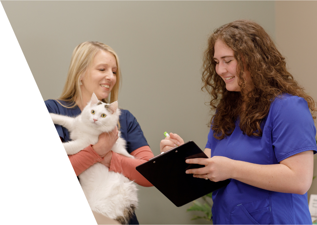 two vet staff examining a cat