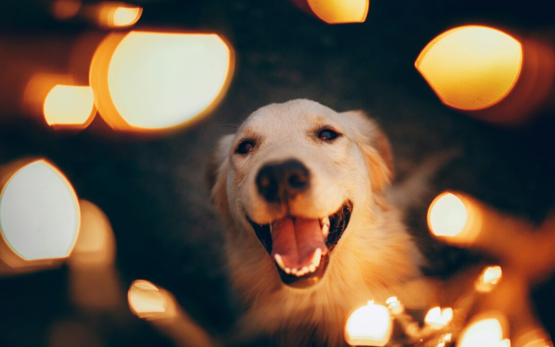 dog resting calmly indoors during Fourth of July fireworks.